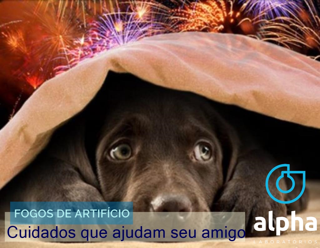 12 ALPHA SEMANA 05 01 Dicas para proteger seu cachorro do barulho de fogos de artifício 01